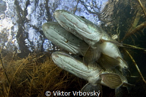Spawning of northern pike II. by Viktor Vrbovský 